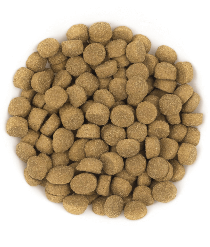 Avantis Pet - Gourmet  With Pork Adult Dog 3kg-15kg